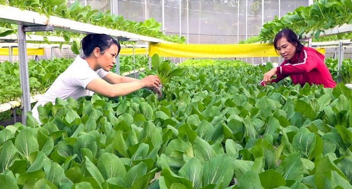 Bình Thuận: Khởi nghiệp thành công với ý tưởng trồng rau sạch - Cổng Thông  Tin Hội Liên hiệp Phụ nữ Việt Nam